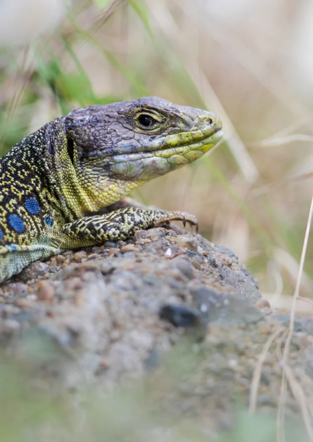 Oceller.monlong lagarto