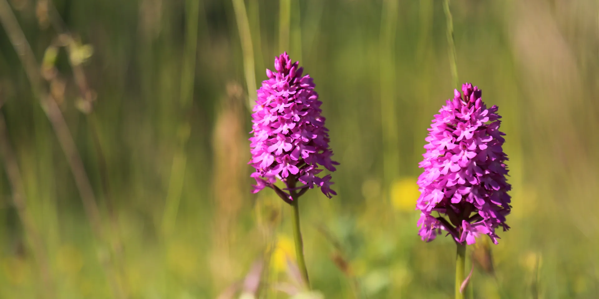 The pyramidal orchid is a species of orchid found in the Causse Comtal and the Lot and Dourdou valleys.