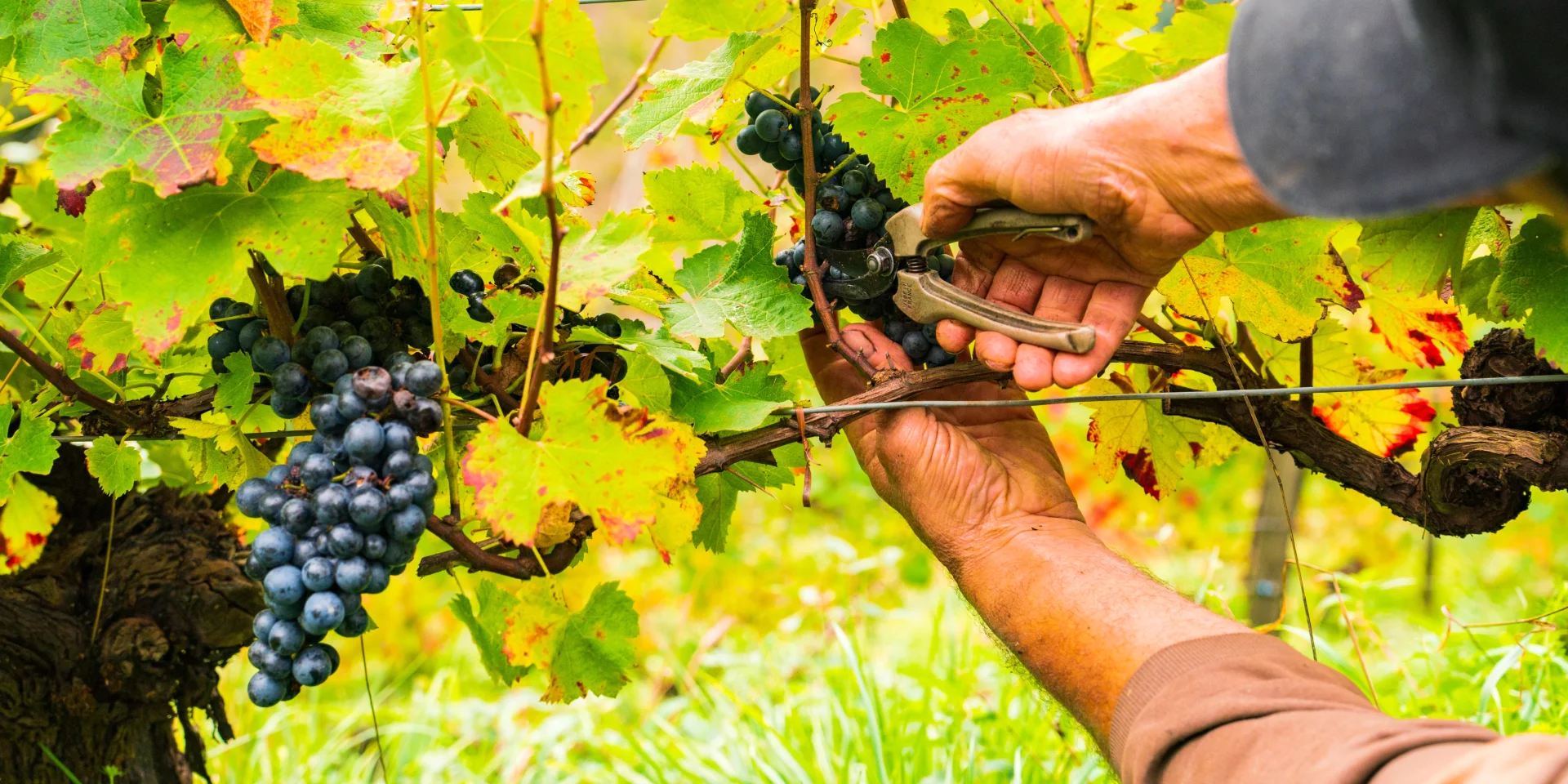 On the slopes of Fel, the grapes are harvested by hand in the terraced vineyards.