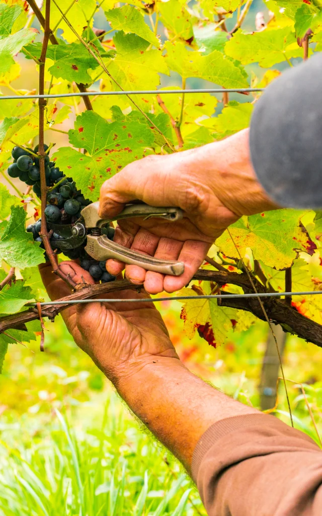 Sur les coteaux du Fel, les vendanges sont effecuées manuellement dans les vignes en terrasse