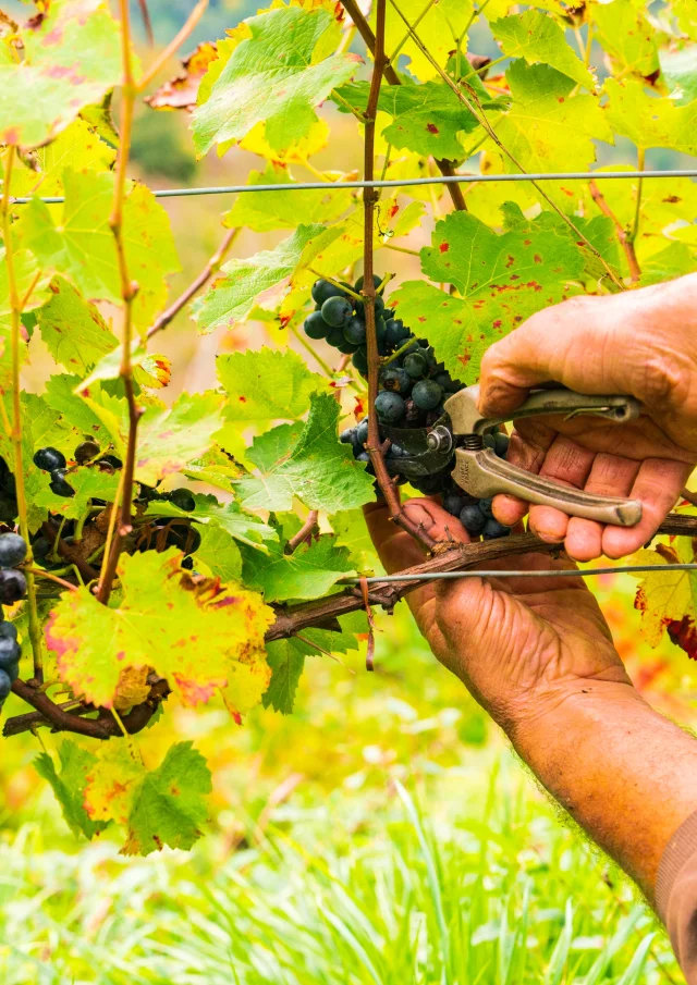 Sur les coteaux du Fel, les vendanges sont effecuées manuellement dans les vignes en terrasse