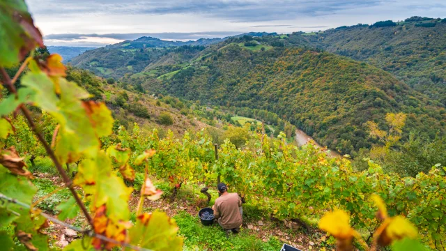Récolte manuelle dans les vignes du Fel