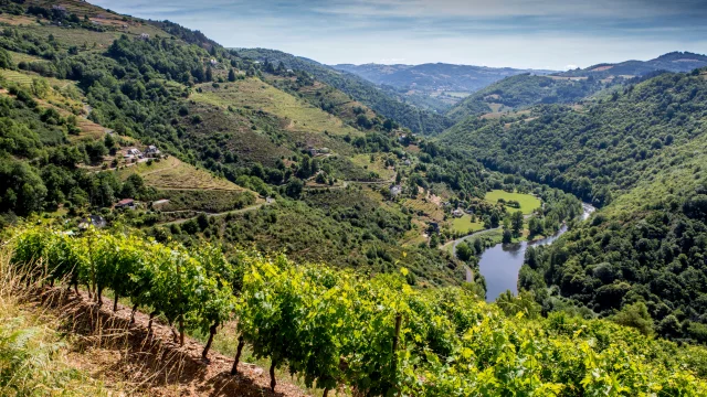 Viñas Le Fel