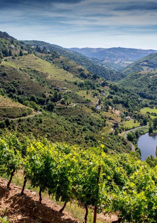 Viñas Le Fel