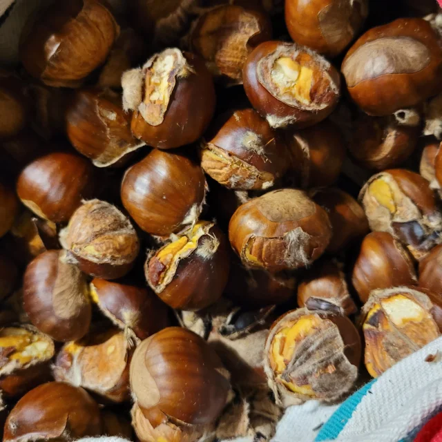 Grillée de châtaigne dans nos villages