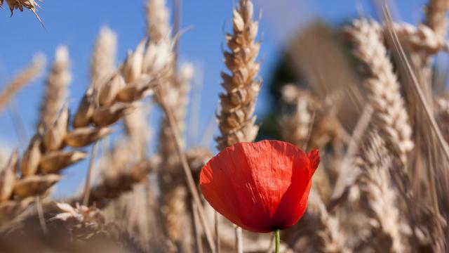 ble-coquelicot.jpg