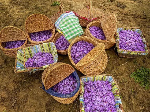 Safran De Cotchia E (5)