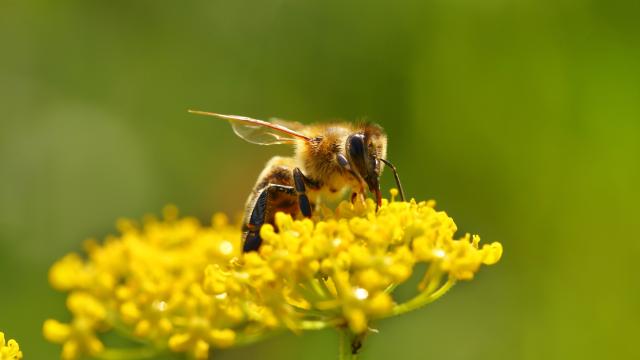 Honeybee harvesting pollen from blooming flowers