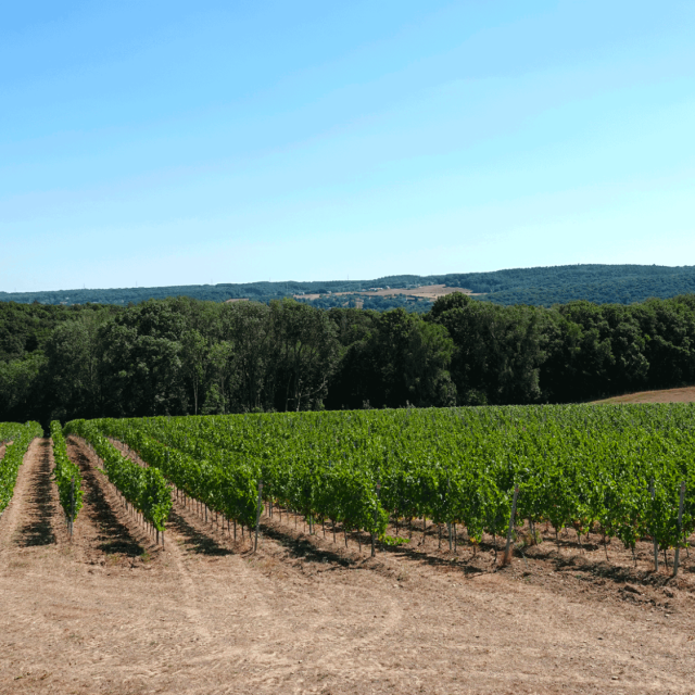 Vue Vignoble Vins des Cinq