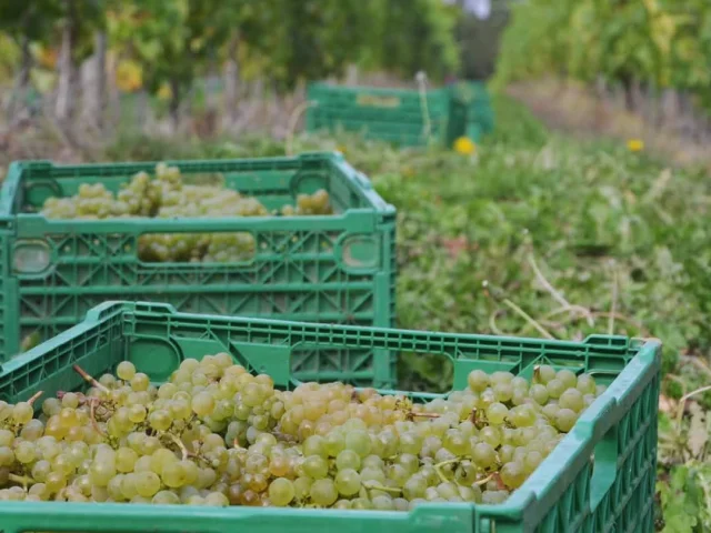 Domaine-des-Hetres-raisins.jpg
