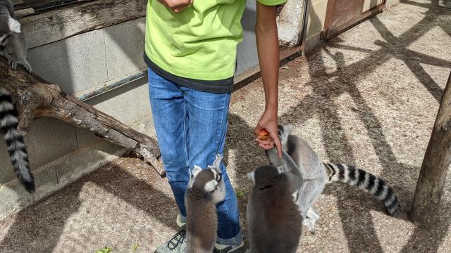 Soigneur D'un Jour Zoo Du Reynou