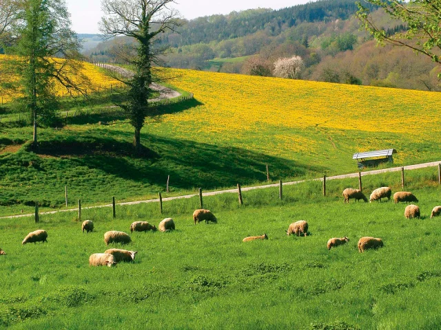 Elevage Paysage Mouton