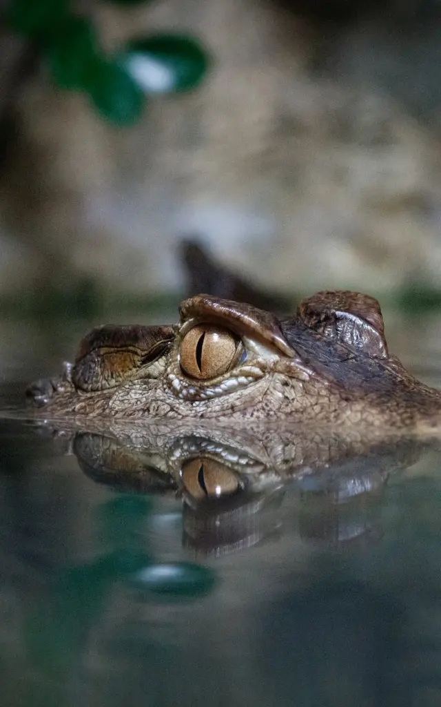 Aquarium De Limoges Le Mysterieux