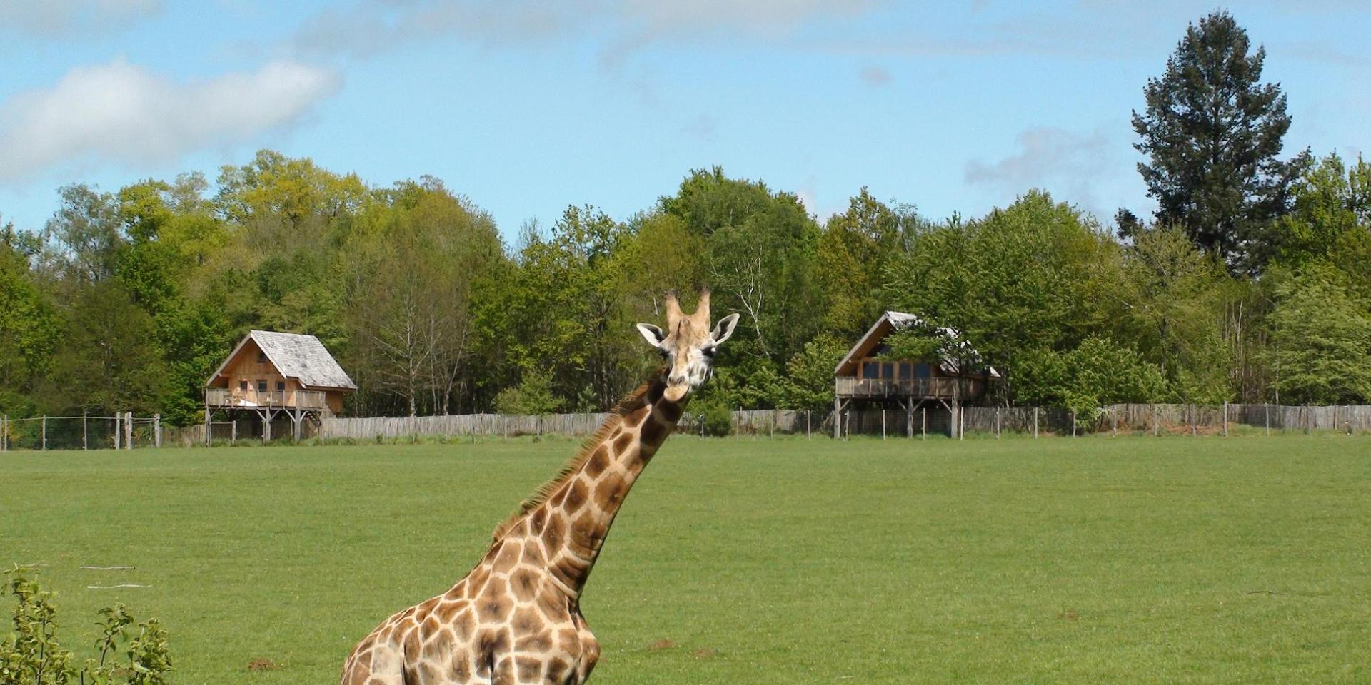 Africa Lodge Zoo Du Reynou