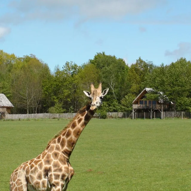 Africa Lodge Zoo Du Reynou