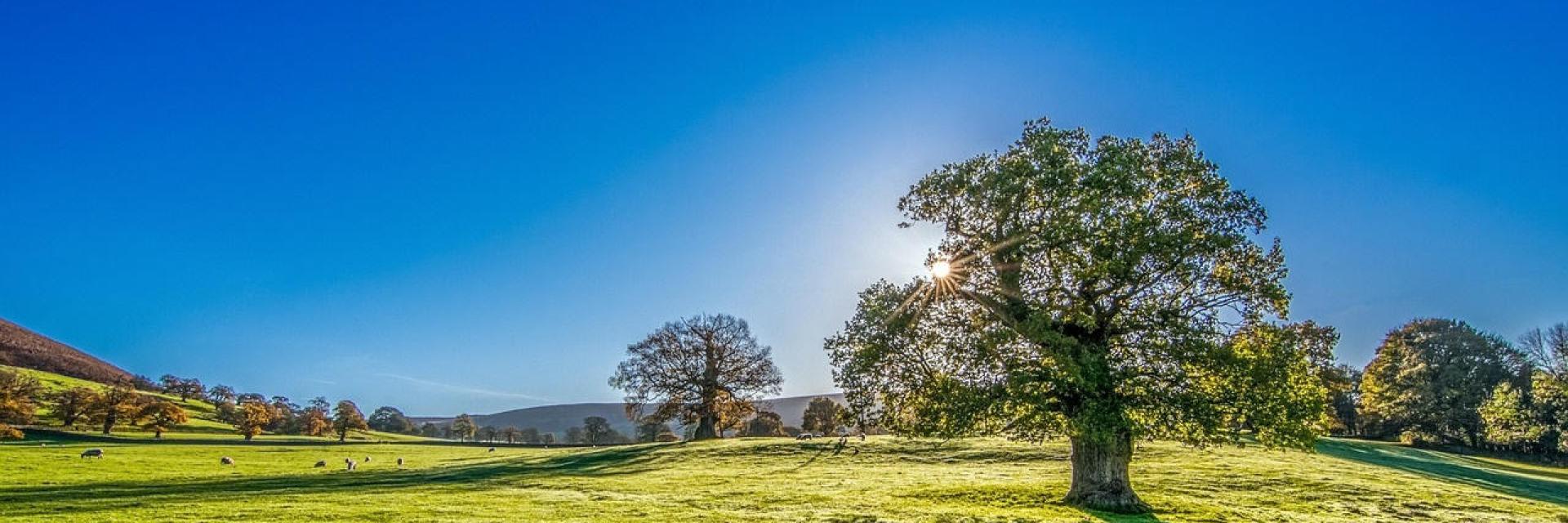 Campagne
