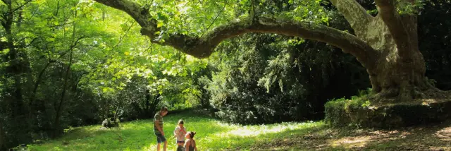 Platanes de Peyrassoulat - Chéronnac