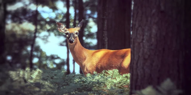 Rencontre Avec Une Biche Dans La Foret Lors d'une Randonnée
