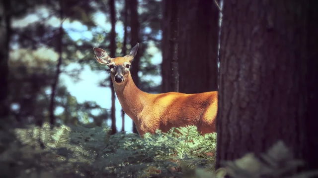 Rencontre Avec Une Biche Dans La Foret Lors d'une Randonnée