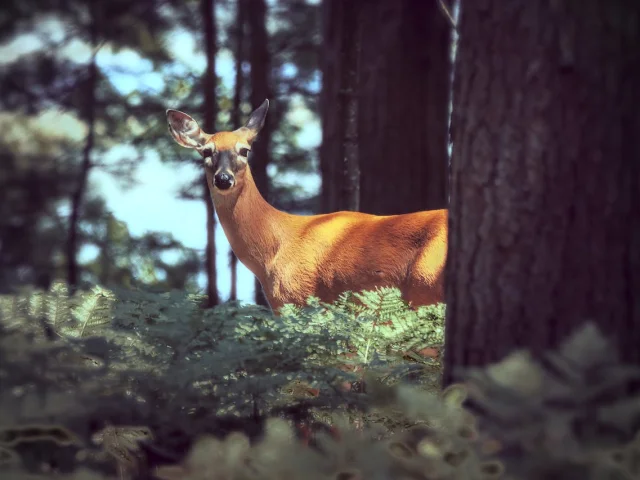 Rencontre Avec Une Biche Dans La Foret Lors d'une Randonnée