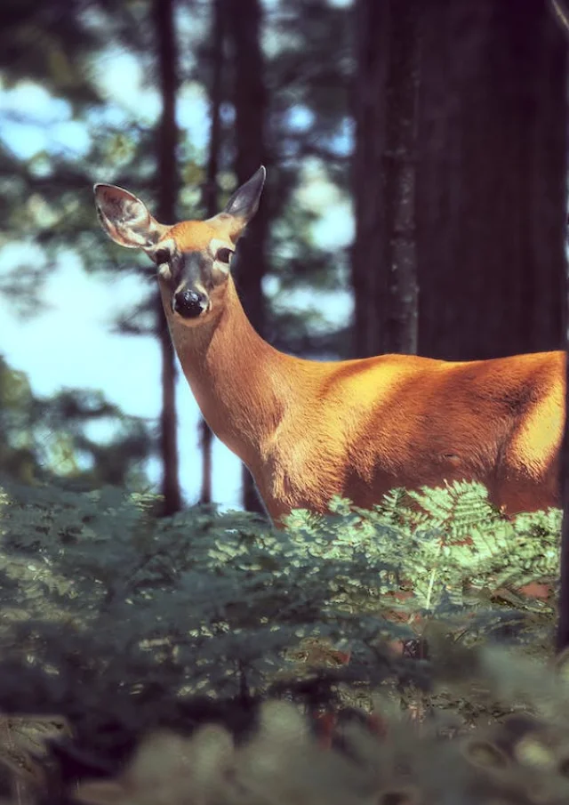 Rencontre Avec Une Biche Dans La Foret Lors Dune Randonnee