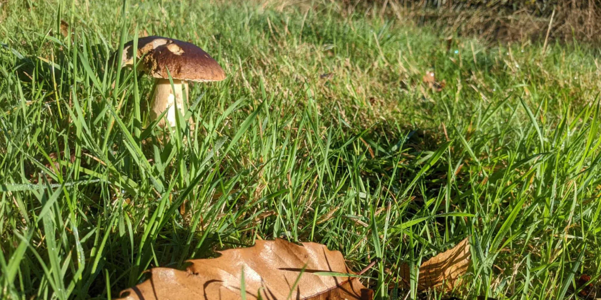 Cueillette automnale de cèpes en Limousin