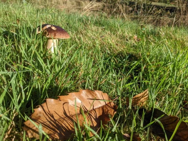 Cueillette automnale de cèpes en Limousin