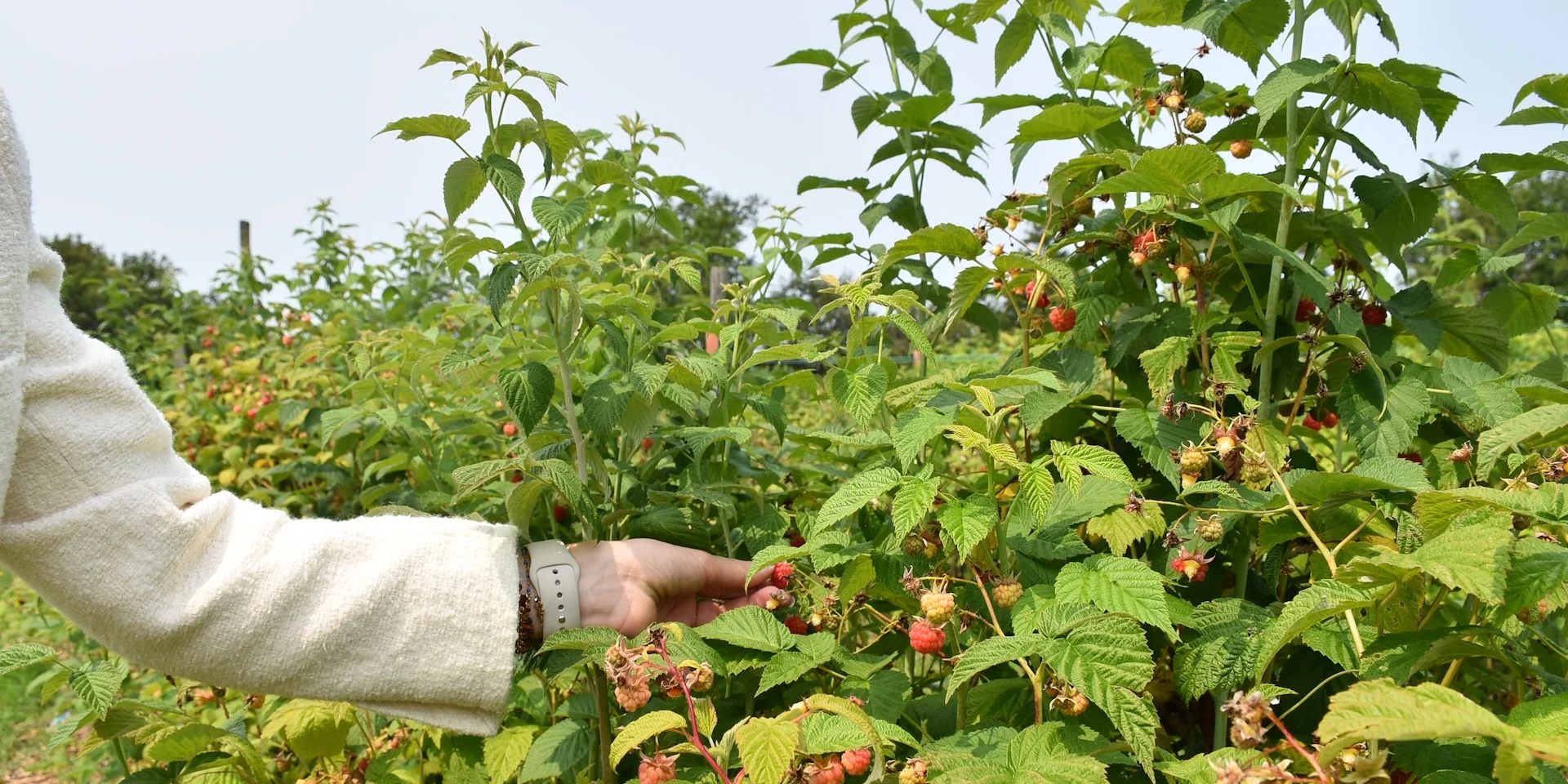 Jardin de Losmonerie - Cueillette des framboises
