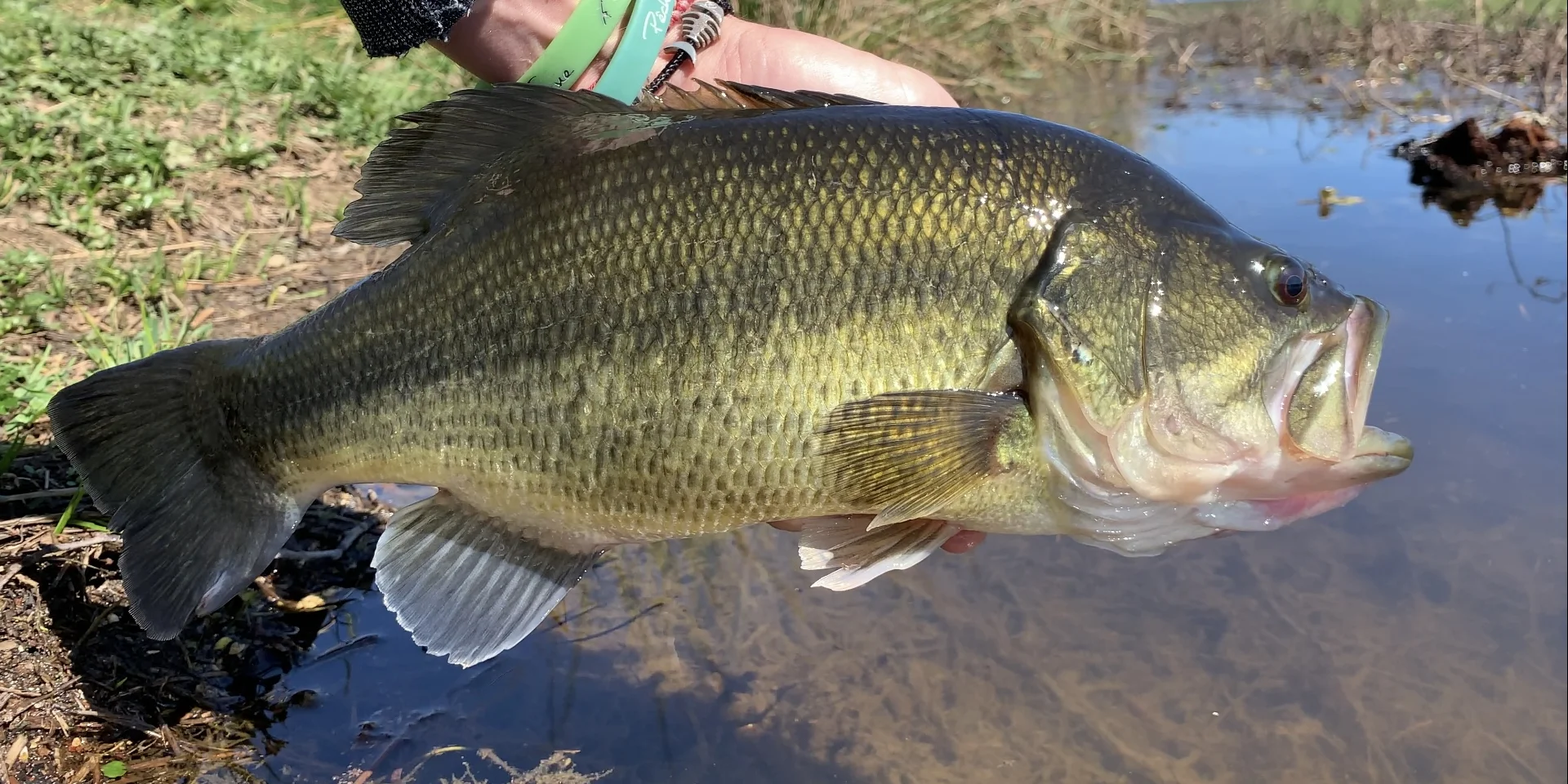 Pêcher le black-bass en Limousin