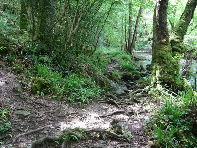 Randonnée le long de la Vige en Forêt d'Épagne à Sauviat-Sur-Vige
