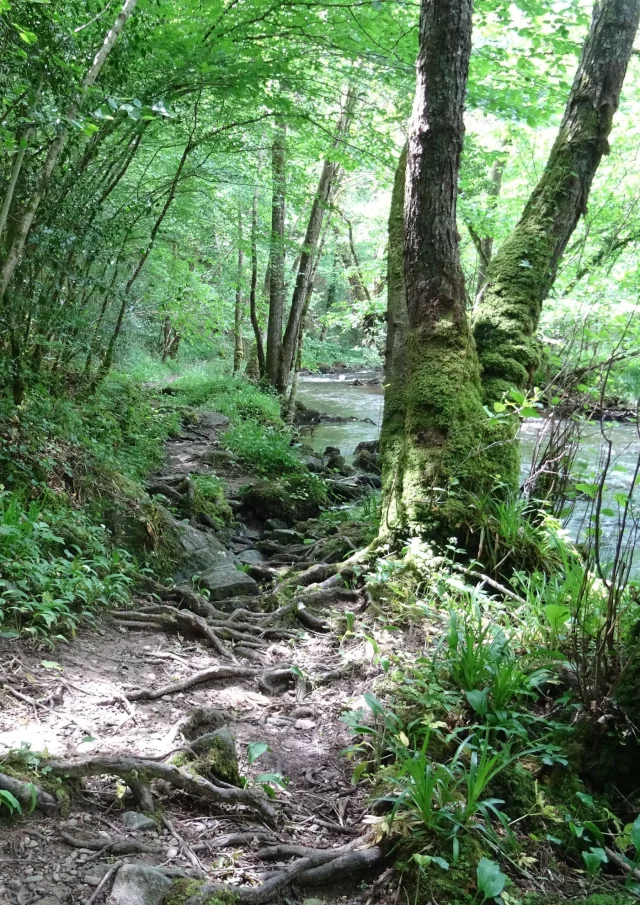 Randonnée le long de la Vige en Forêt d'Épagne à Sauviat-Sur-Vige
