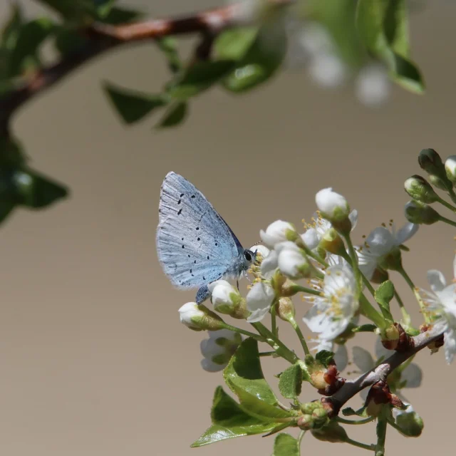 Butterfly 7118219 1280