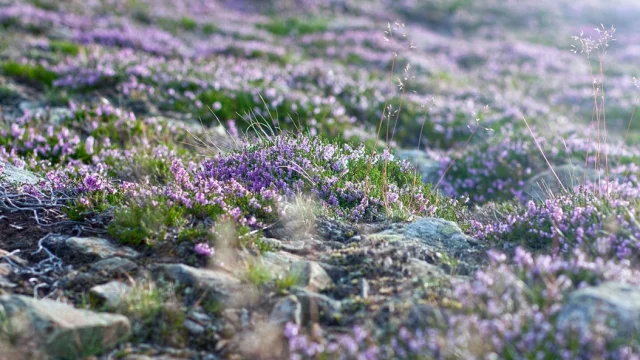 Paysage-lande-bruyère