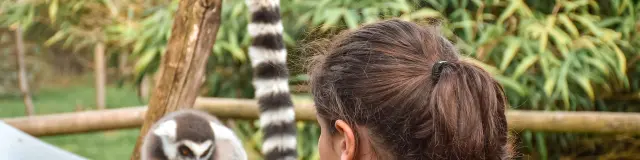 Soigneur Dun Jour Zoo Du Reynou Limoges