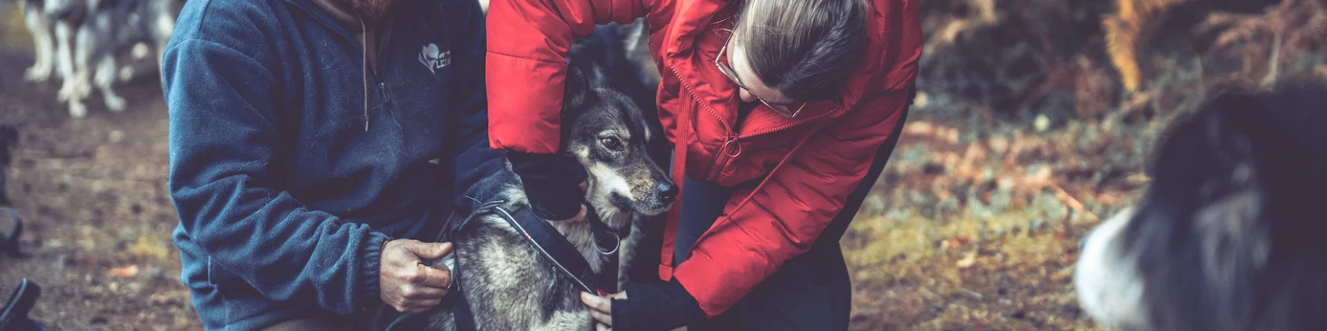 Dog Sledding With Skodenar
