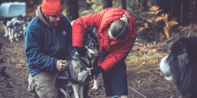 Balade En Chien De Traineau Avec Skodenar