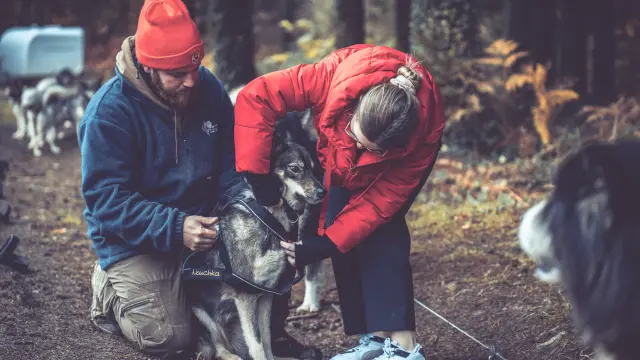 Balade En Chien De Traineau Avec Skodenar