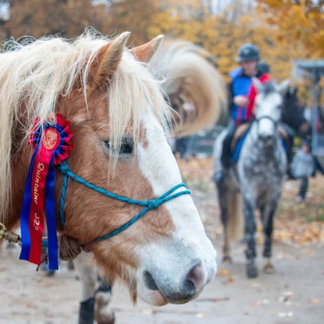 Fête traditionnelle de la Quintaine à Saint-Léonard de Noblat