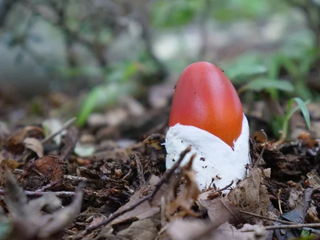 Amanite des Césars