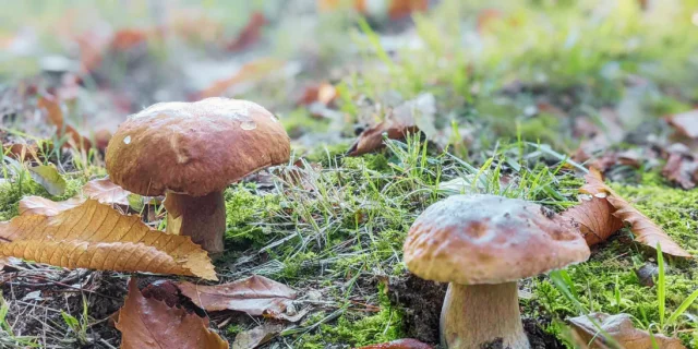 La cueillette des champignons - cèpes
