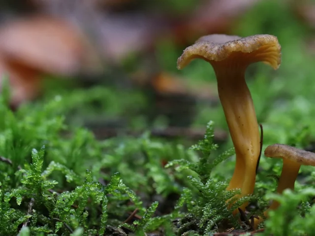 Chanterelles en tube
