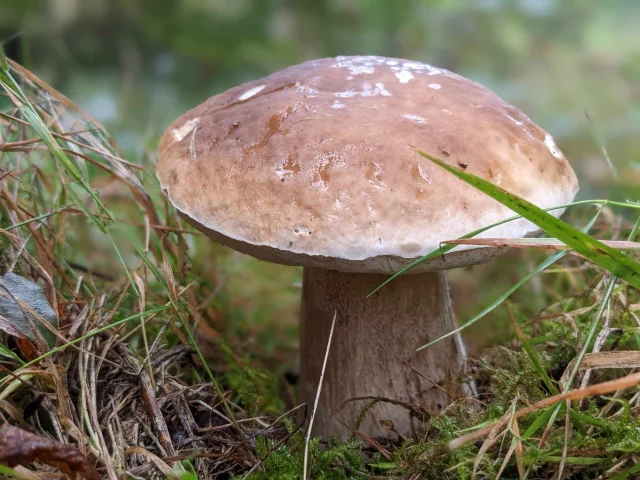 La cueillette des cèpes