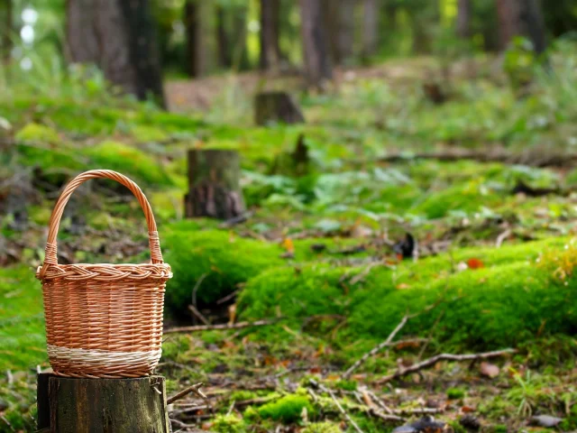Cueillette en forêt