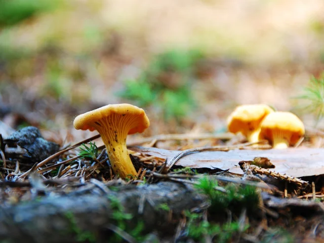 Girolles