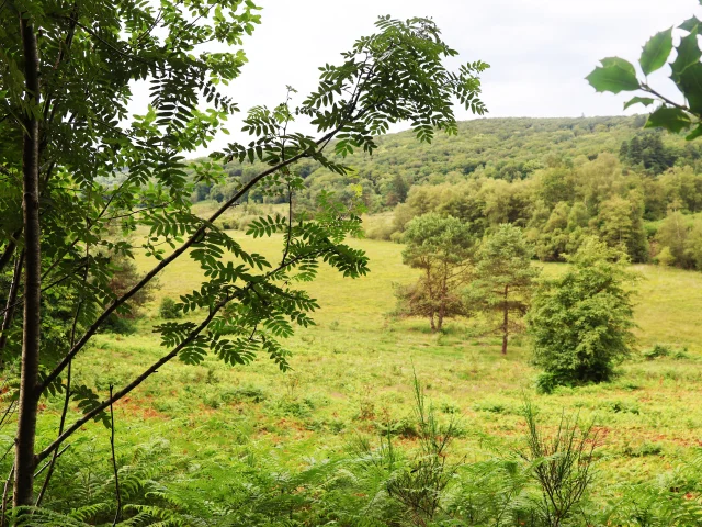 Tourbiere Des Dauges St Leger Limousin