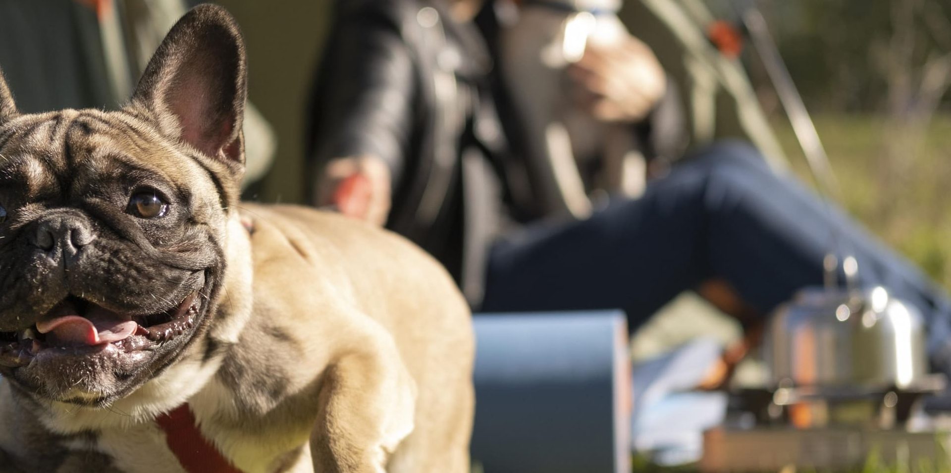Trouver un camping qui accepte les chiens en Limousin