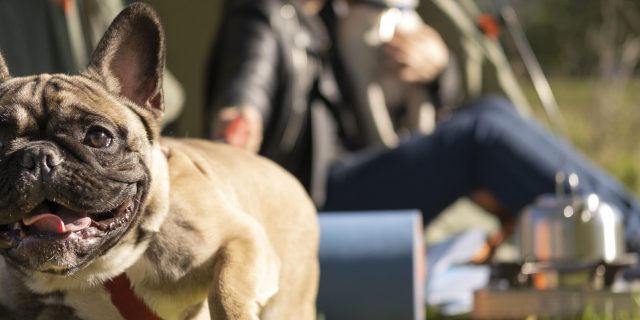 Trouver un camping qui accepte les chiens en Limousin