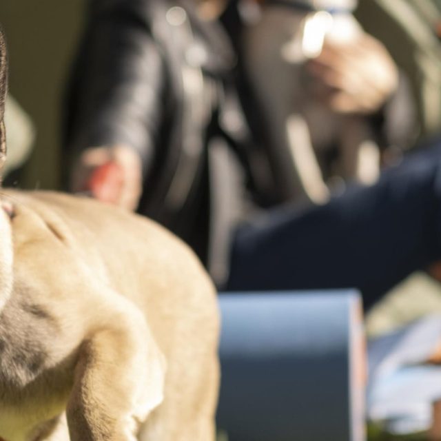 Trouver Un Camping Qui Accepte Les Chiens En Limousin C Freepik