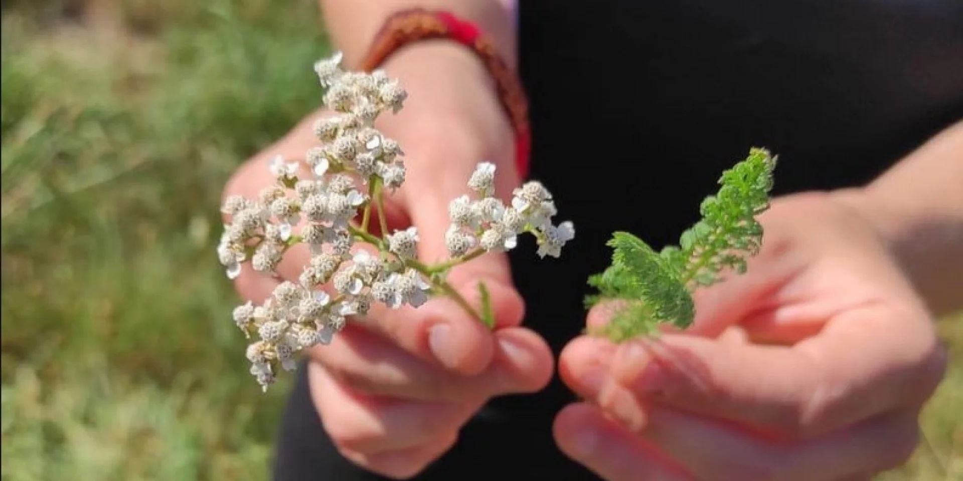 Stage découverte des plantes avec la Forêt-Jardin du Petit Chavanat