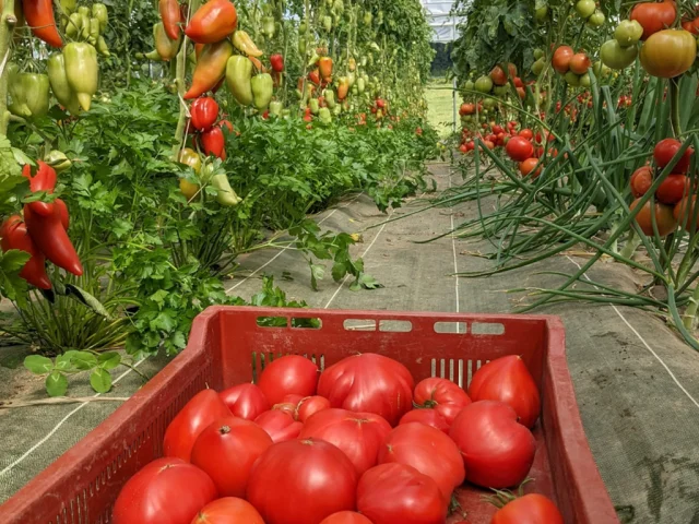 Les Légumes de Rémi - Vente à la ferme